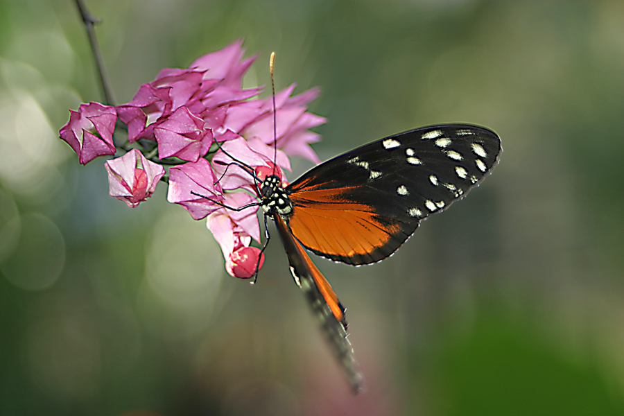 Butterflies013