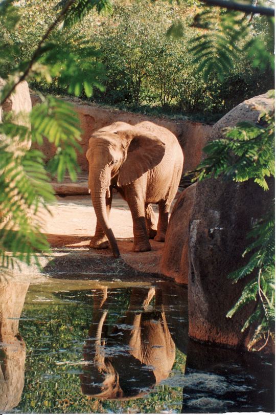 Mirror Elephant